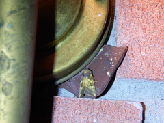 Papaipema cataphracta