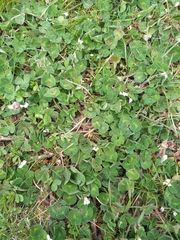 Trifolium subterraneum
