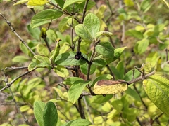 Lonicera