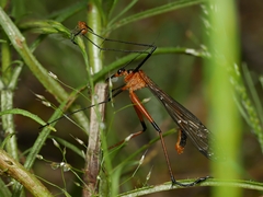 Harpobittacus australis