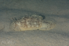 Pleurobranchaea maculata