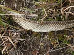 Crotalus molossus