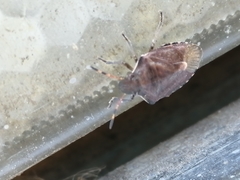 Peribalus strictus vernalis