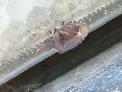 Peribalus strictus vernalis