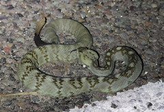 Crotalus ornatus