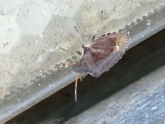 Peribalus strictus vernalis