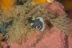 Polycera hedgpethi