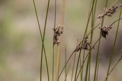 Juncus acutus