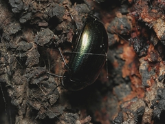Chalcopteroides