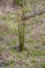 Juncus acutus