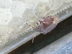 Peribalus strictus vernalis