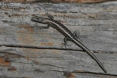 Cryptoblepharus pannosus