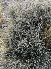 Ephedra nevadensis