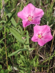 Convolvulus chinensis