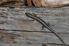 Cryptoblepharus pannosus