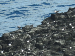 Onychoprion fuscatus