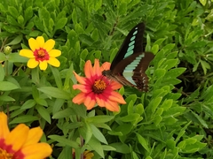 Graphium sarpedon nipponum