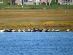 Phoca vitulina vitulina