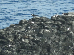 Onychoprion fuscatus