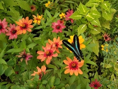 Graphium sarpedon nipponum