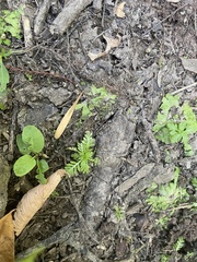 Rorippa sessiliflora