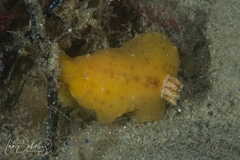 Sclerodoris
