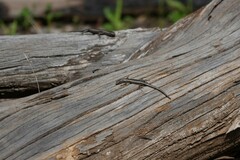 Cryptoblepharus pannosus