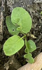 Rorippa sessiliflora