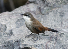 Ochetorhynchus melanurus