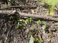 Proserpinaca palustris