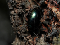Chalcopteroides