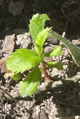 Proserpinaca palustris