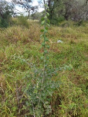Pereskiopsis diguetii