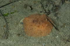 Sclerodoris
