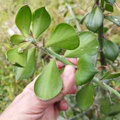 Pereskiopsis diguetii