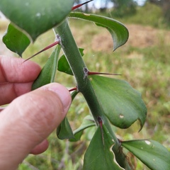Pereskiopsis diguetii