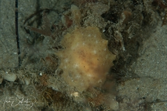Sclerodoris