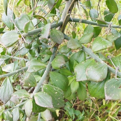 Pereskiopsis diguetii
