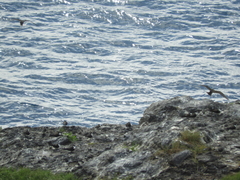 Onychoprion fuscatus