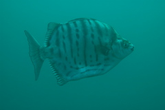 Selenotoca multifasciata