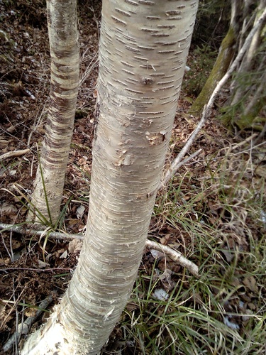 Betula lanata