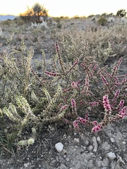Salsoleae