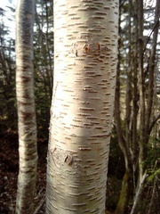 Betula lanata
