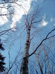 Betula lanata