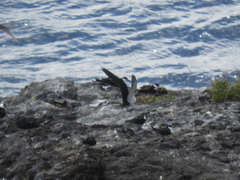 Onychoprion fuscatus