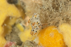 Thecacera pennigera