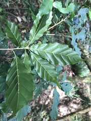 Lithocarpus konishii