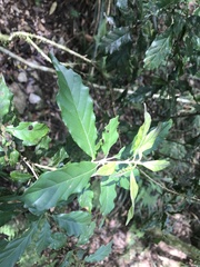 Lithocarpus konishii