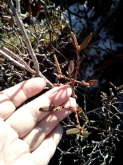 Rhododendron mucronulatum