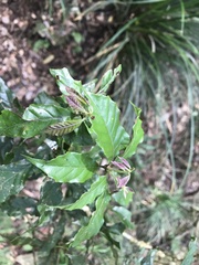 Lithocarpus konishii